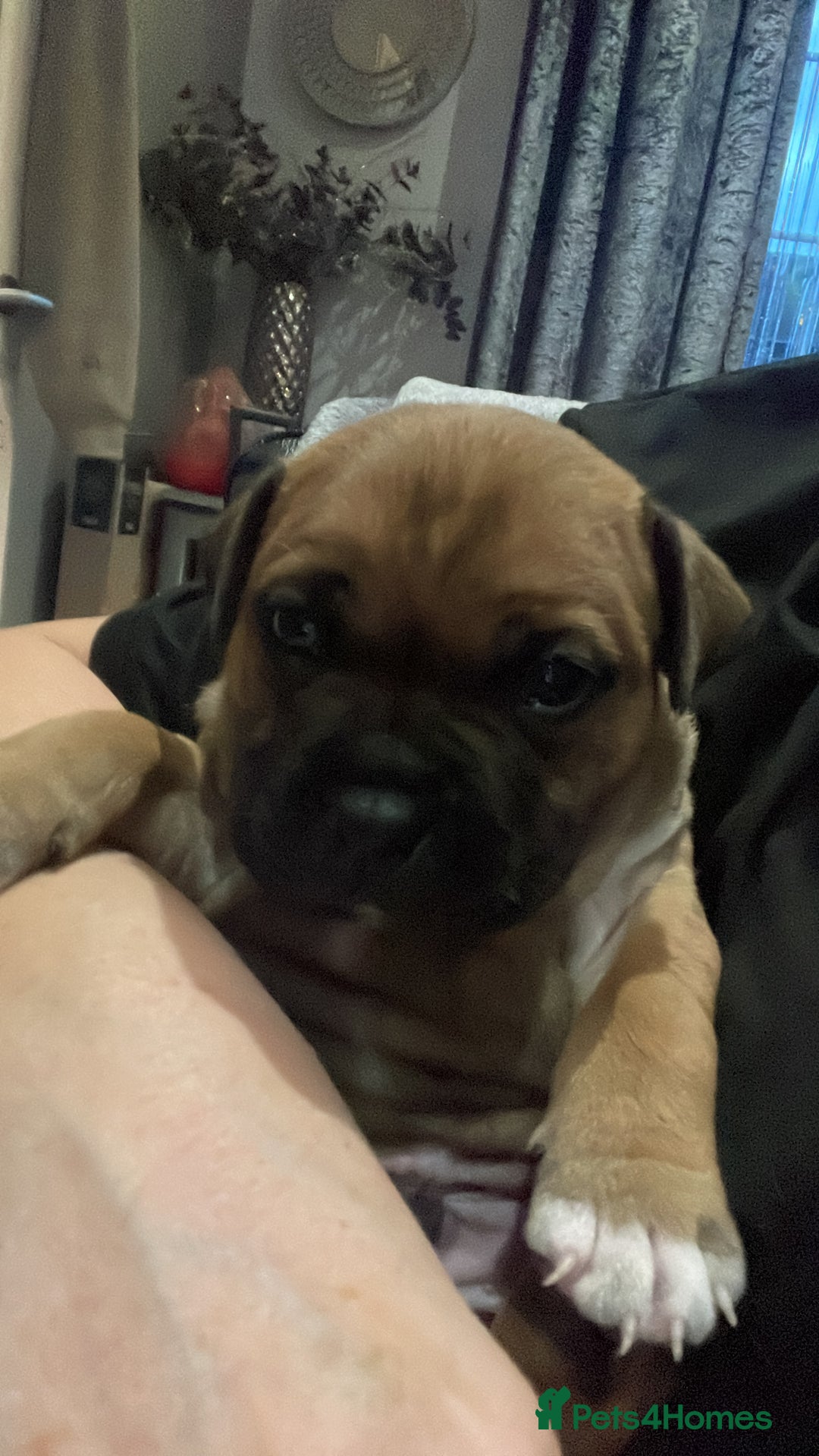 Staffordshire Bull Terrier dogs for sale: Beautiful chunky red staffys  - Advert 19