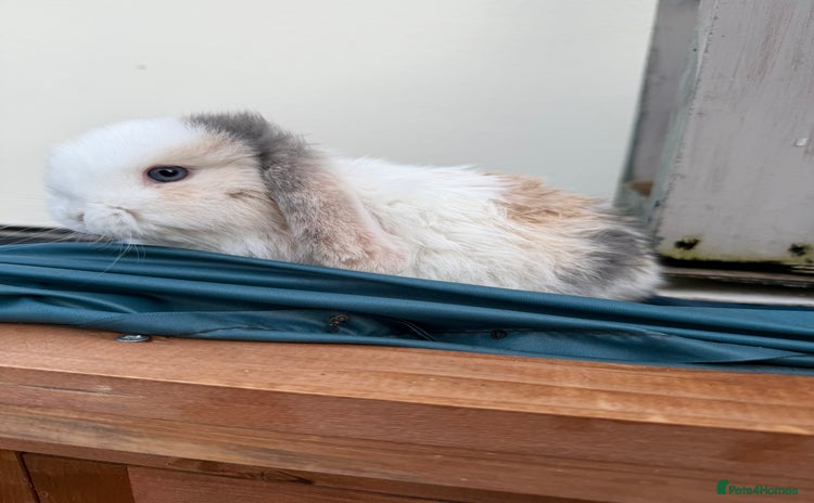 Mini Lop rabbits 2 FEMALE PUREBRED KITS *avail to reserve* - Advert 3