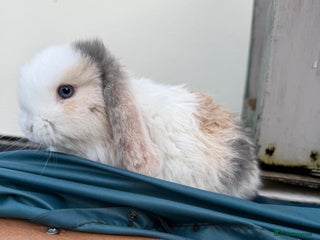 Mini Lop rabbits 2 FEMALE PUREBRED KITS *avail to reserve* - Advert 1