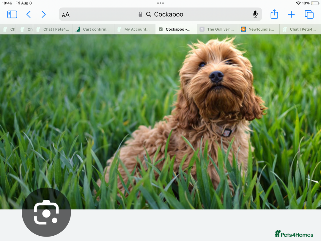 Cockapoo dogs for sale: 5* Miniature F1b Cockapoo Puppies - Advert 9