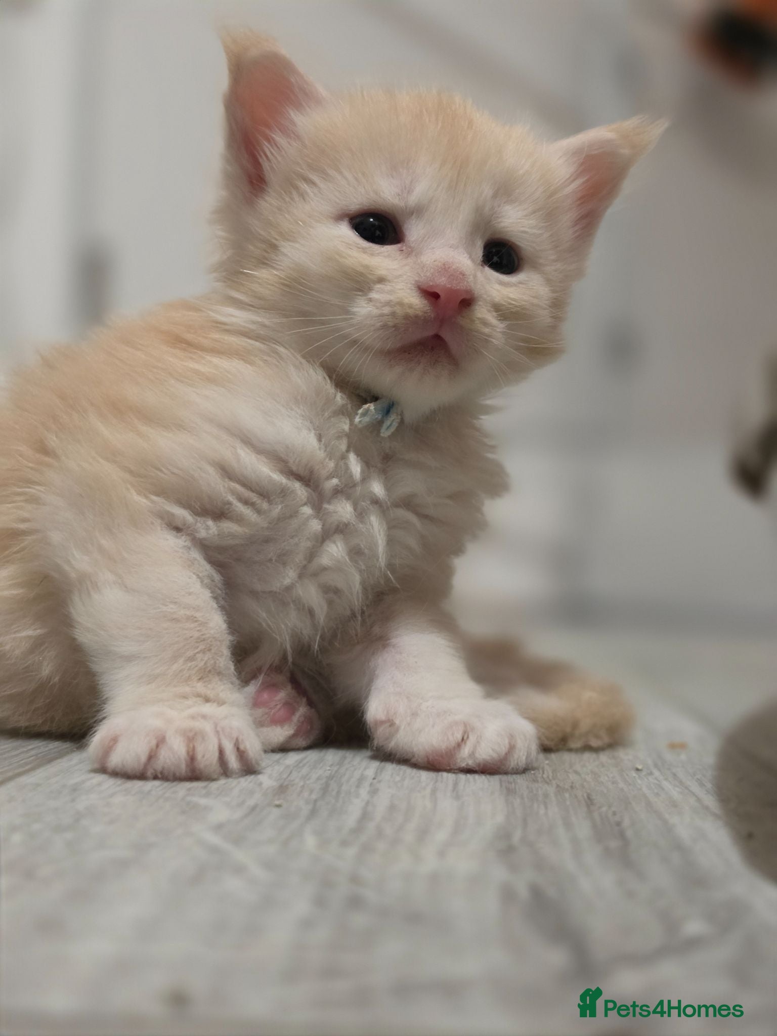 Maine Coon cats Beautiful TICA Registered Maine Coon Kittens - Advert 2