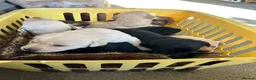 Labrador Retriever dogs for sale: KC registered Labrador pups - Advert 4