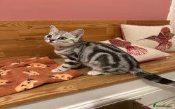 British Shorthair cats for sale: Silver Tabby BSH GCCF registered Kittens - Image 18
