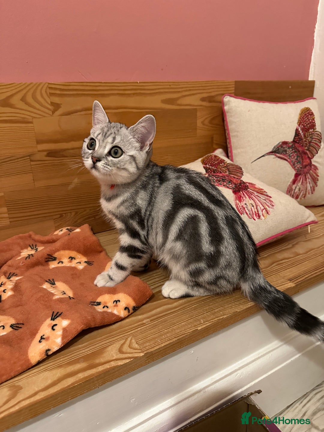 British Shorthair cats for sale: Silver Tabby BSH GCCF registered Kittens - Image 18