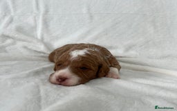 Goldendoodle dogs for sale: Beautiful litter of Goldendoodles  - Image 7