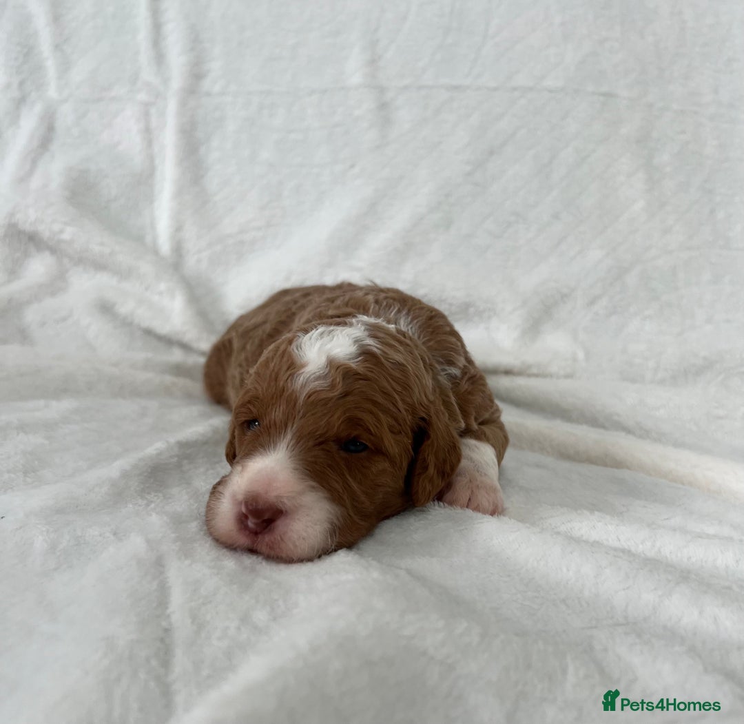 Goldendoodle dogs for sale: Beautiful litter of Goldendoodles  - Image 7
