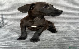 Mixed Breed dogs for sale: Adorable spaniel cross babies - Image 4