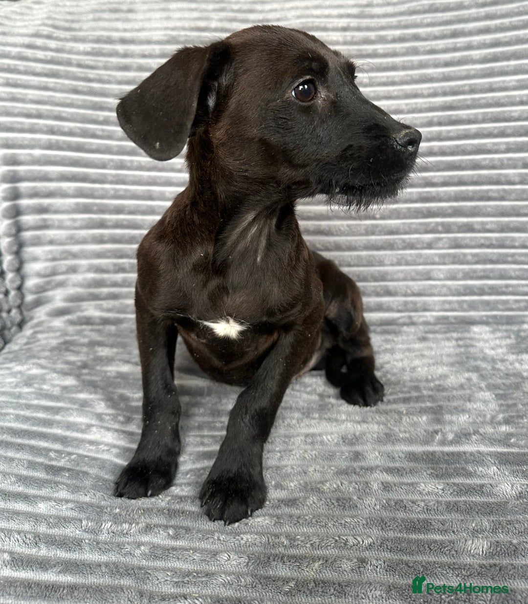 Mixed Breed dogs for sale: Adorable spaniel cross babies - Image 4