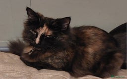 Mixed Breed cats for sale: Beautiful girl needing quiet home as an only pet. - Image 1