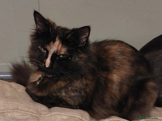 Mixed Breed cats for sale - Advert 1