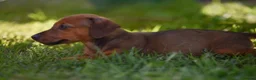 Jackshund dogs for sale: Beautiful family dogs in Bridgwater - Advert 8