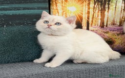 British Shorthair cats for sale: Stunning BSH golden/silver Kittens TICA - Advert 19