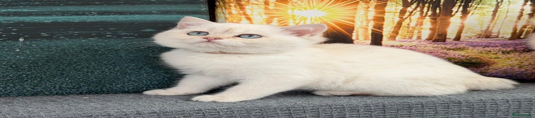 🤎British Shorthair Kitten 6🤎