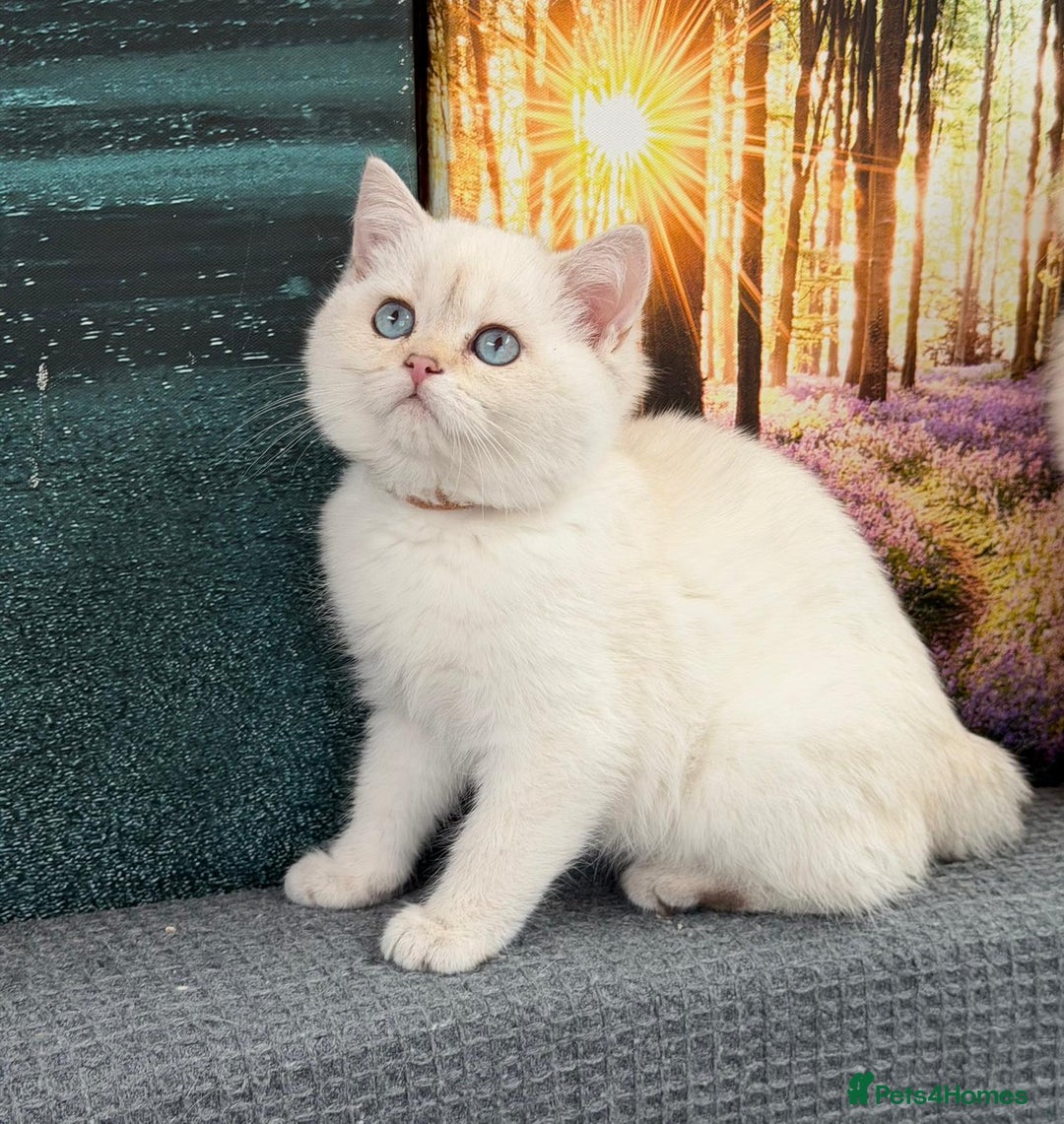 British Shorthair cats for sale: Stunning BSH golden/silver Kittens TICA - Advert 19