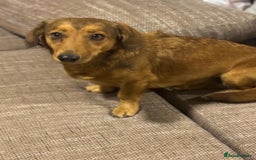 Dachshund dogs for adoption: Sweet Jessica Looking for a family  - Image 15