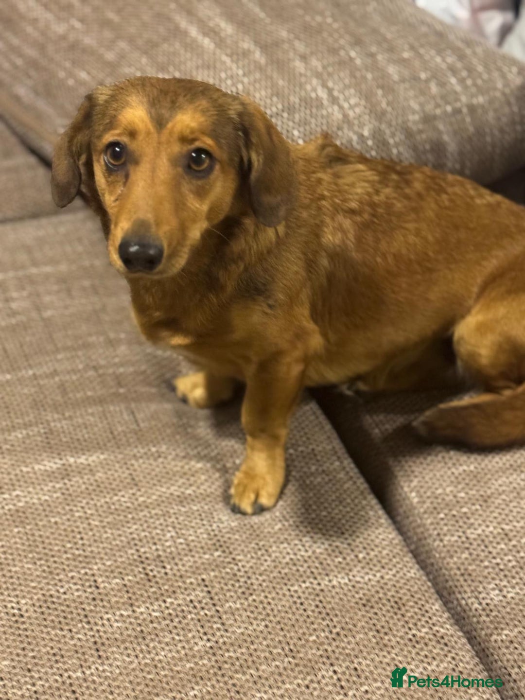 Dachshund dogs for adoption: Sweet Jessica Looking for a family  - Image 15