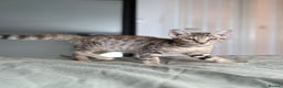 Savannah cats for sale: Stunning and Rare Kiwanga Pedigree F3 Savannahs  - Advert 3