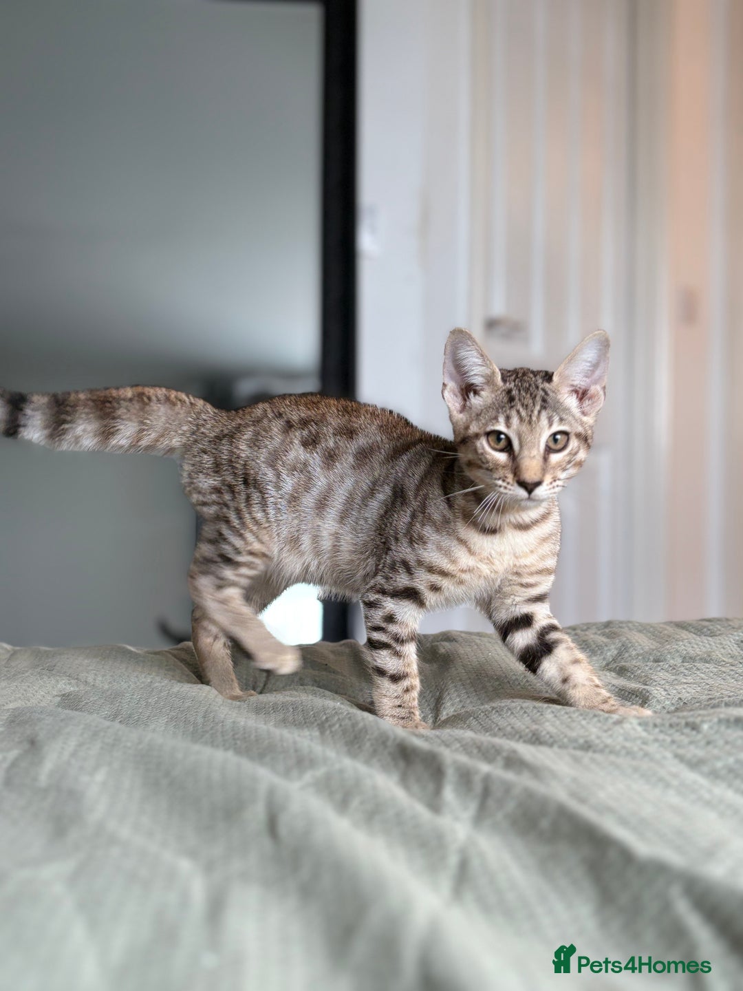 Savannah cats for sale: Stunning and Rare Kiwanga Pedigree F3 Savannahs  - Advert 3
