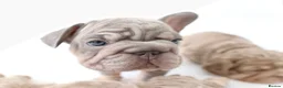 French Bulldog dogs for sale: Micro french bulldog puppies  - Advert 6