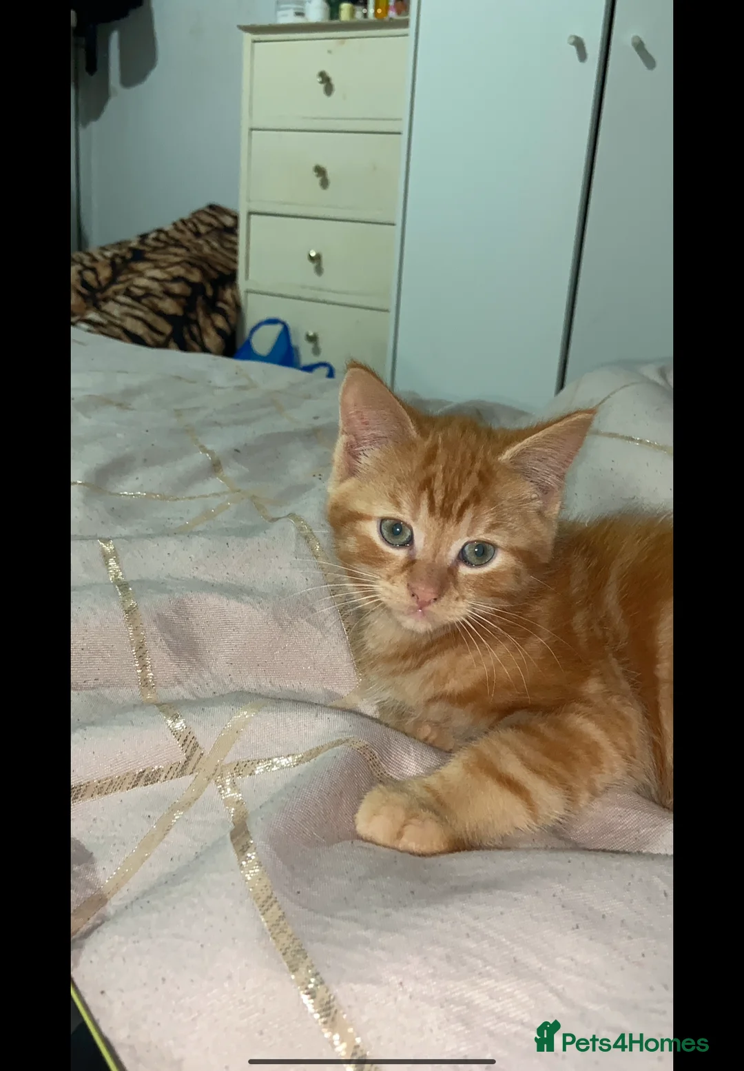 Mixed Breed cats for sale: Beautiful kitten  - Advert 4