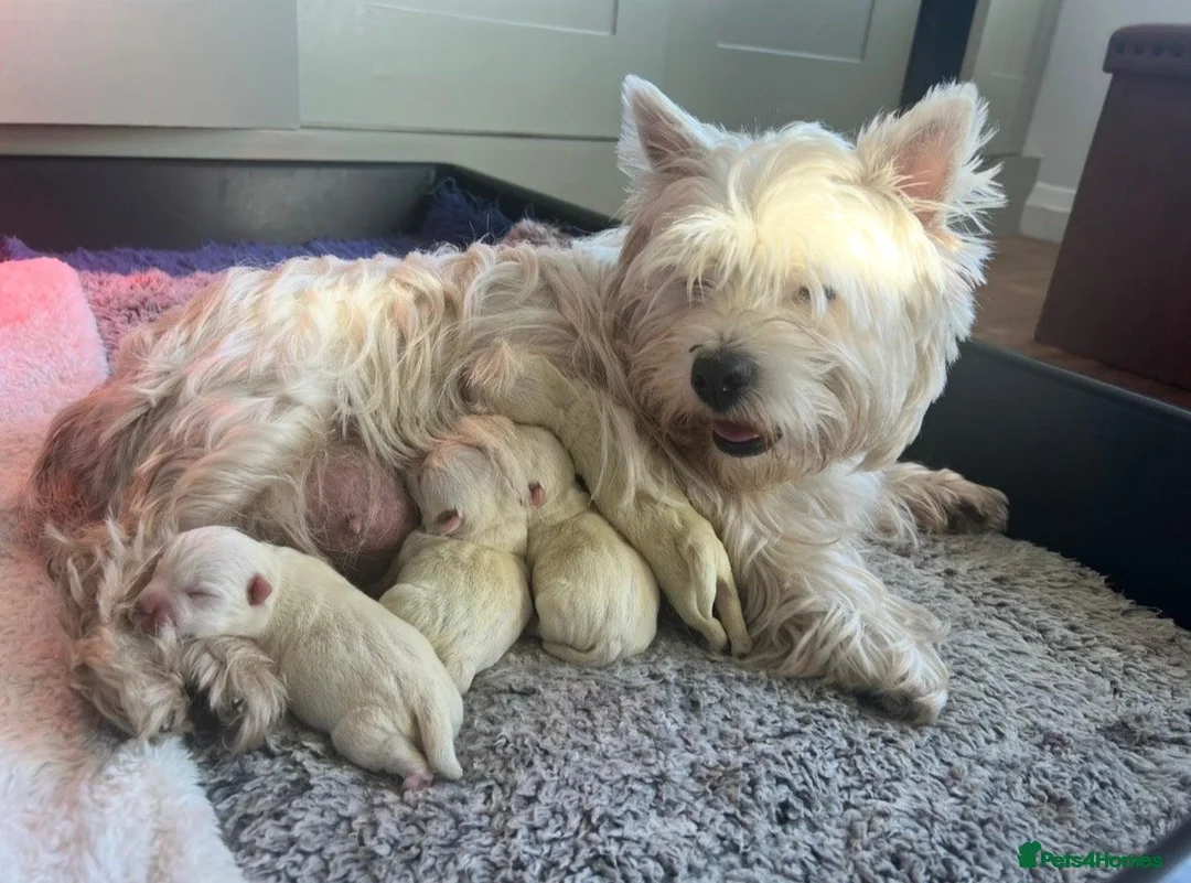 West Highland Terrier dogs for sale: Show Quality Pups⭐️(ONE PUP LEFT!) - Advert 2