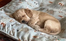 Labradoodle dogs for sale: Lily's Mini's - Multigen Mini Labradoodle Puppies - Image 7