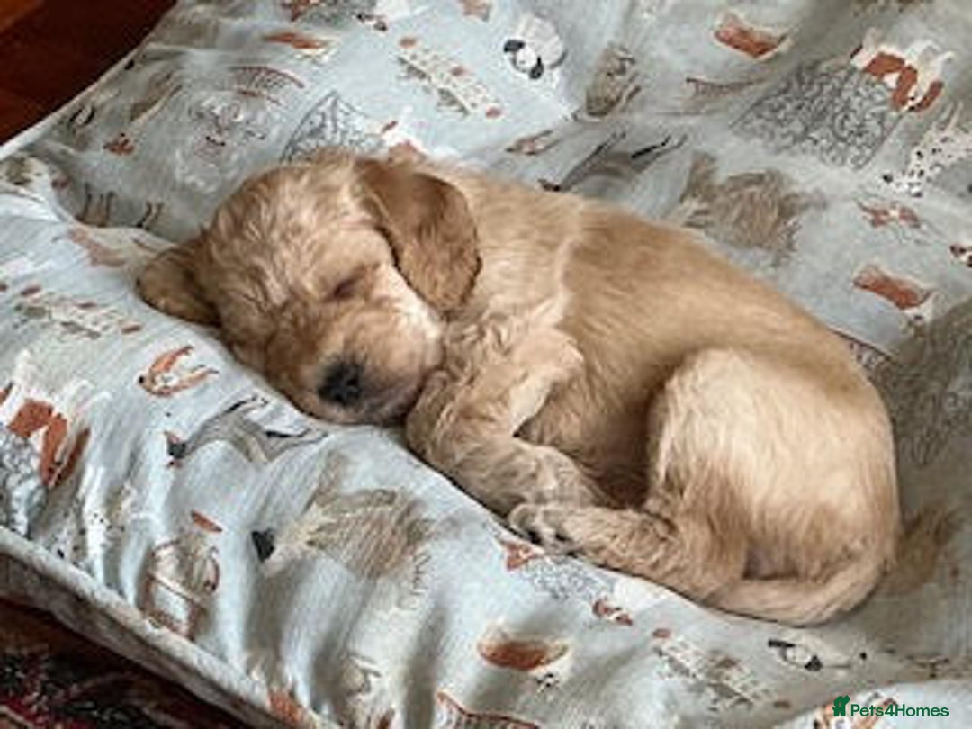 Labradoodle dogs for sale: Lily's Mini's - Multigen Mini Labradoodle Puppies - Image 7