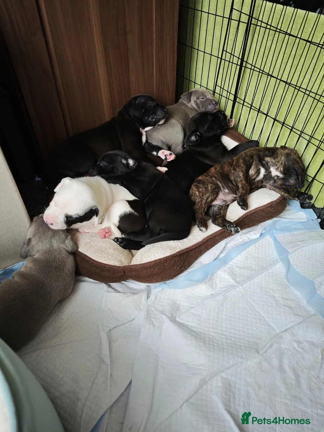 Mixed Breed dogs for sale: Mixed Staffordshire Terrier & American Bull Staffs in Sittingbourne - Advert 1