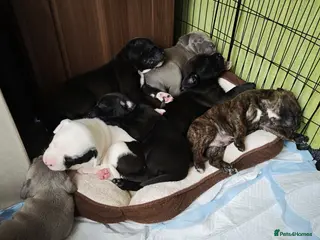 Mixed Breed dogs Mixed Staffordshire Terrier & American Bull Staffs - Advert 7