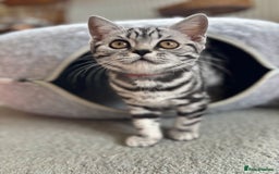 British Shorthair cats for sale: ❤️❤️ GORGEOUS SILVER TABBY BSH GCCF ❤️❤️ - Image 7