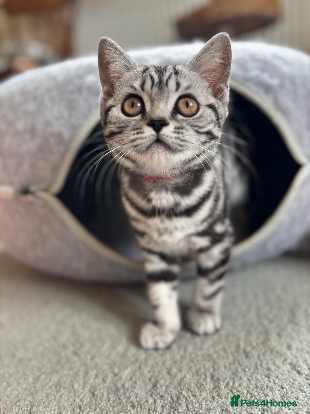 British Shorthair cats for sale: ❤️❤️ GORGEOUS SILVER TABBY BSH GCCF ❤️❤️ - Image 7