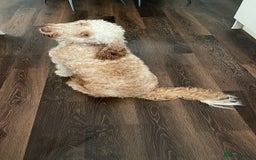 Cockapoo dogs for stud: 🐾 Cockapoo Stud Available – Healthy & Friendly🐾 - Advert 3