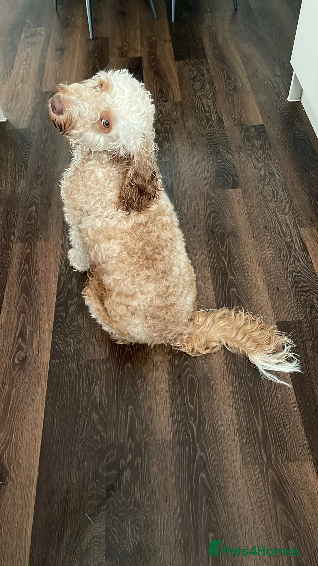 Cockapoo dogs for stud: 🐾 Cockapoo Stud Available – Healthy & Friendly🐾 - Advert 3