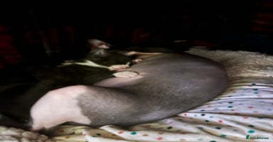 Sphynx cats - Advert 4