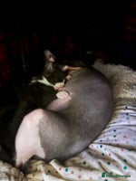 Sphynx cats - Advert 4