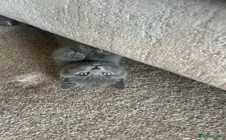 British Shorthair cats for sale - Advert 1