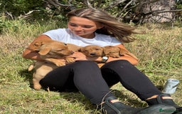 Labrador Retriever dogs for sale: Fox Red Labrador Puppies  - Image 10