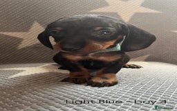 Dachshund dogs for sale:  !!Reduced!!READY TO LEAVE!! miniature dachshunds  - Image 14