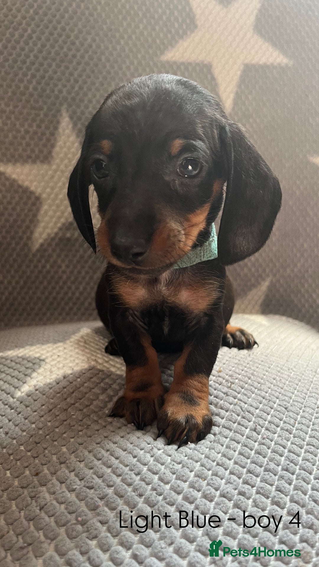 Dachshund dogs for sale:  !!Reduced!!READY TO LEAVE!! miniature dachshunds  - Image 14