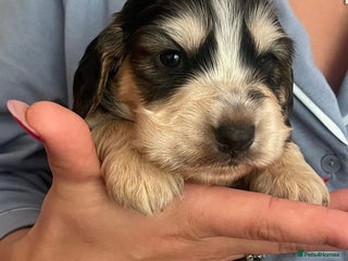 Cocker Spaniel dogs - Advert 18