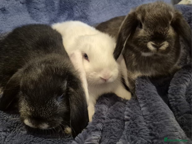 Mini Lop rabbits - Advert 11