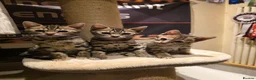 Bengal cats for sale: Outstanding quality Brown rosetted bengal kittens  - Advert 31