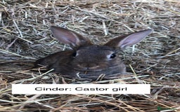 Rex rabbits for sale: Beautiful Purebred Velvet Mini Rex babies  - Image 15