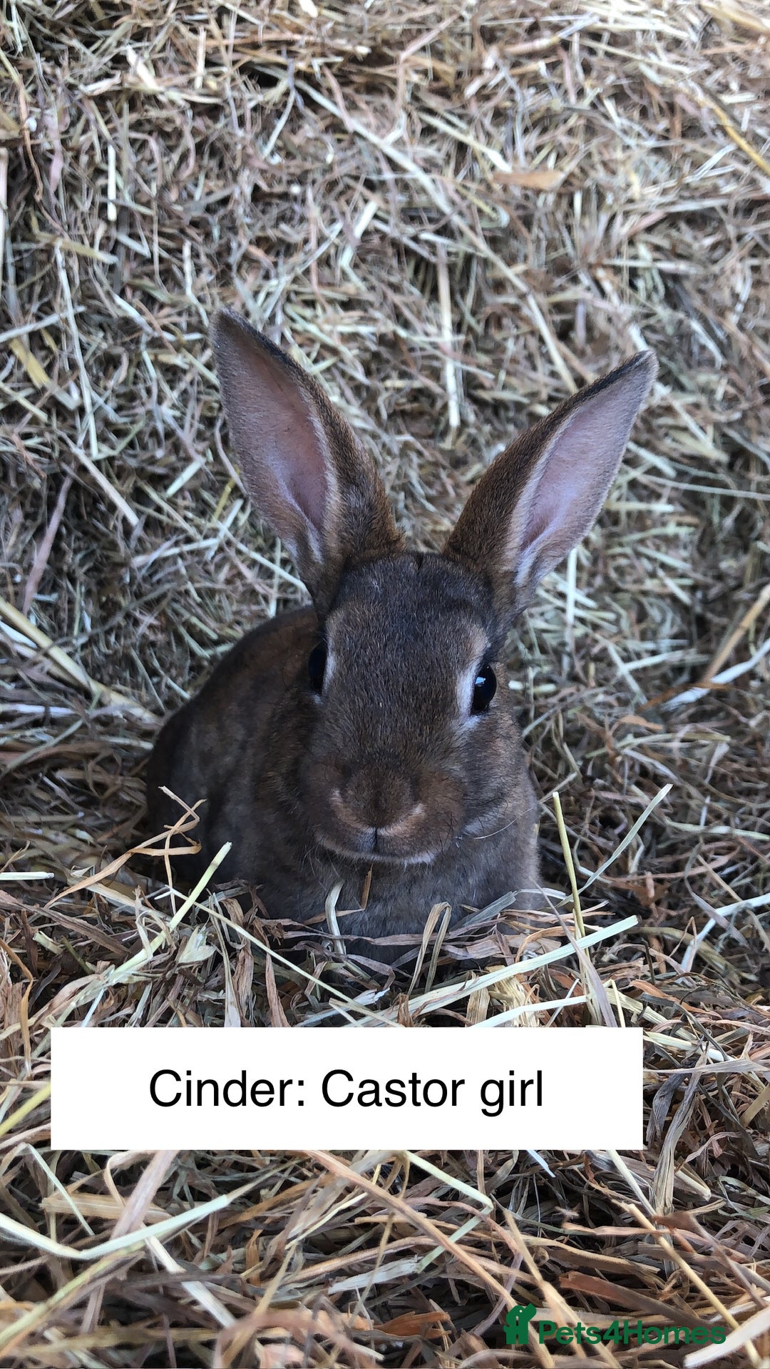 Rex rabbits for sale: Beautiful Purebred Velvet Mini Rex babies  - Image 15