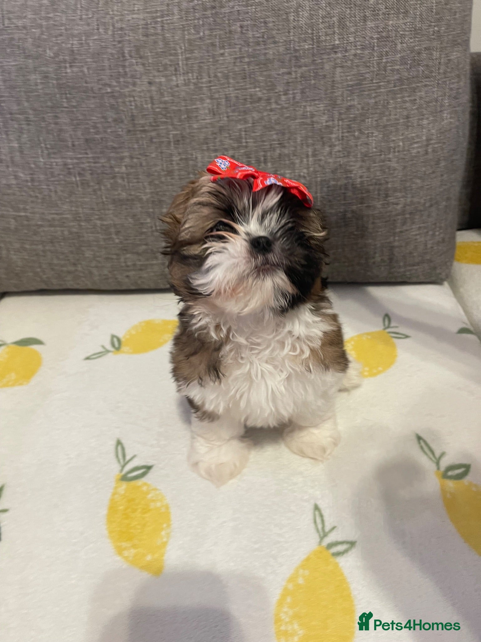 Shih Tzu dogs  🌟 Beautiful Female Puppy Ready Ready to go🌟 - Advert 5