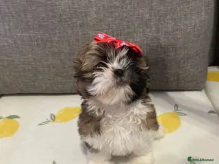 Shih Tzu dogs 🌟 Beautiful Female Puppy Ready Ready to go🌟 - Advert 6
