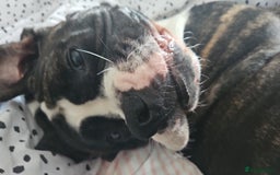 Cane Corso dogs for stud: Wanting a stud for my girl Kali - Image 3