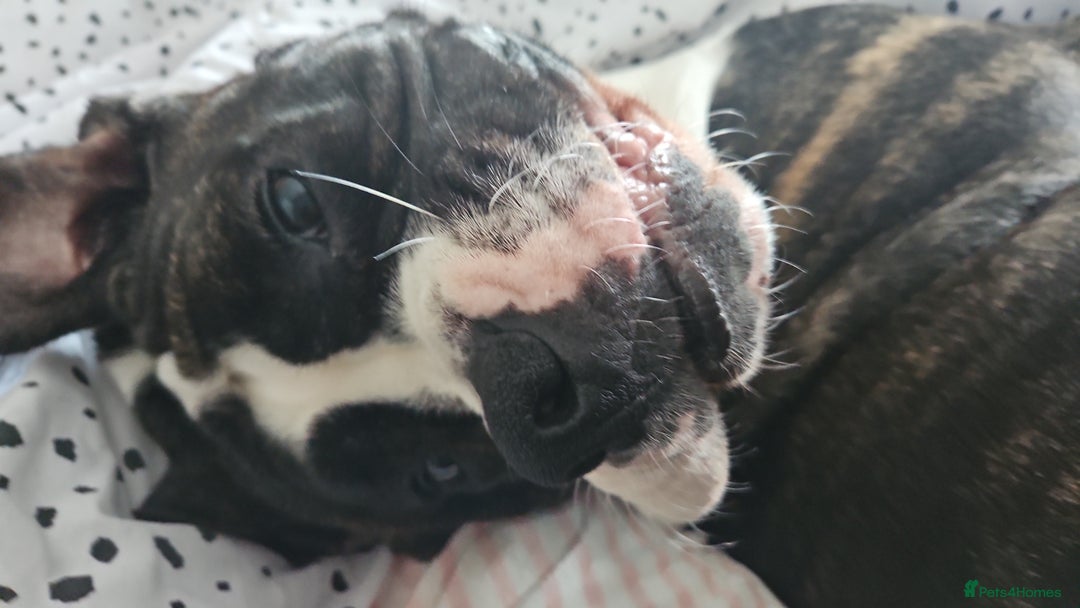 Cane Corso dogs for stud: Wanting a stud for my girl Kali - Image 3