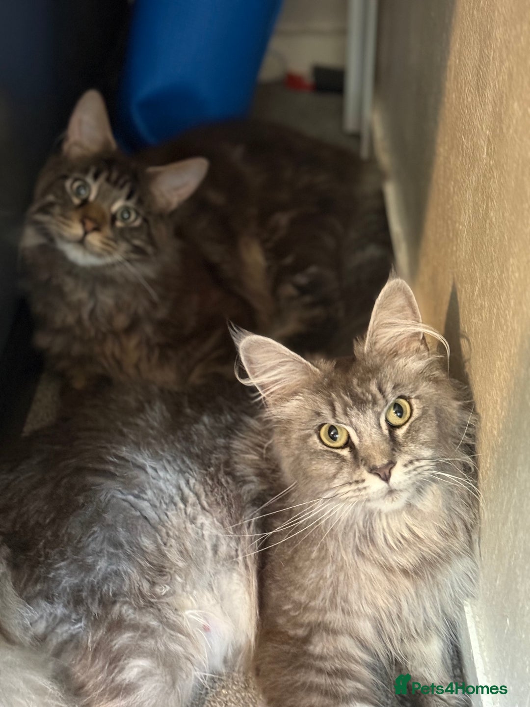 Maine Coon cats for sale: Maine coon X Tabby kittens - Image 5