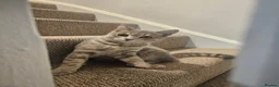 Bengal cats for sale: Stunning Snow Lynx Female Bengal  in Reading - Advert 19